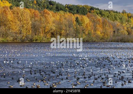 Fall Shoreline mit Zugvögeln, die im Wasser ruhen. Stockfoto