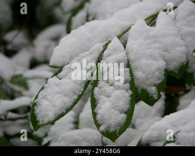 Schneegrüne Blätter eines Baumes. Mit Schnee bedeckte Blätter. Schneebedecktes und frostiges Winterwetter. Unerwarteter erster Schnee. Stockfoto