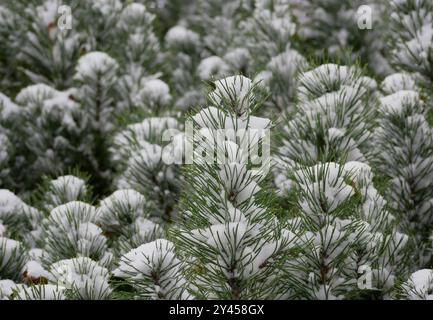 Verschneite Tanne. Kiefernzweige mit Schnee bedeckt. Weihnachten ein Neujahrskonzept für Winterferien. Schneebedecktes und frostiges Winterwetter. Unerwarteter erster Schnee Stockfoto