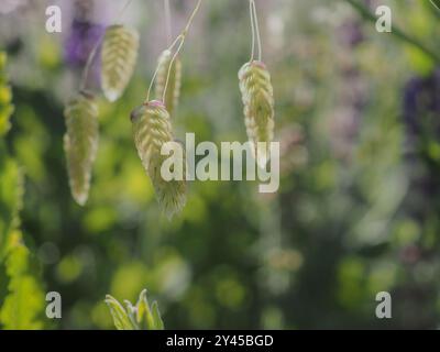 Die hinterleuchteten Blumen von Briza Maxima (Greater Baking Grass), einem jährlichen Gras, der einen sonnendurchfluteten Bokeh-Sommer-Hintergrund mit Kopierraum umrahmt Stockfoto