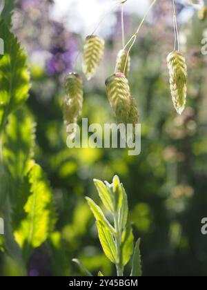 Die herabhängenden Blumen von Briza maxima (Greater Baking Grass), einem jährlichen Gras, das im Sommer in einem britischen Garten mit Kopierraum von Sonnenlicht beleuchtet wird Stockfoto