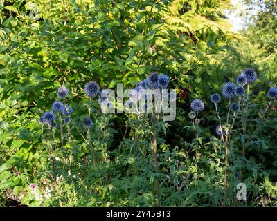 Architektonische Echinops (Blue Globe Thistle) blüht vor einem Hintergrund von Laub, beleuchtet von verflecktem Sonnenlicht in einer krautigen Grenze des Sommergartens Stockfoto
