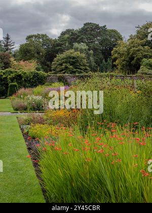 Eine krautige, mehrjährige Grenze im ummauerten Garten von Culzean Castle, die sanguisorba, Krokosmien, Echinacea und andere farbenfrohe Spätsommerpflanzen zeigt Stockfoto