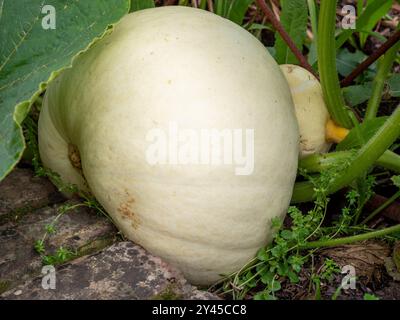 Großer weißer Kürbis oder Kürbis, der im Freien in einem Garten oder Kleingartenbeet im Spätsommer/Frühherbst in Großbritannien wächst Stockfoto