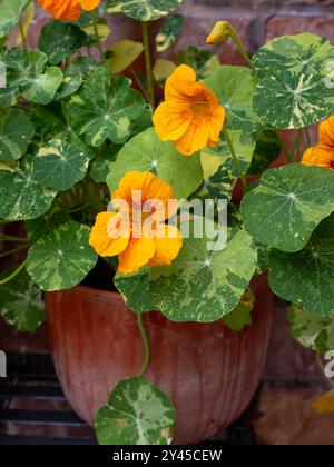 Eine Topfpflanze mit Nasturtium „Alaska“ (Tropaeolum minus), die das essbare bunte Laub und die Orangenblüten in einem rustikalen Terrakotta-Topf aus nächster Nähe zeigt Stockfoto