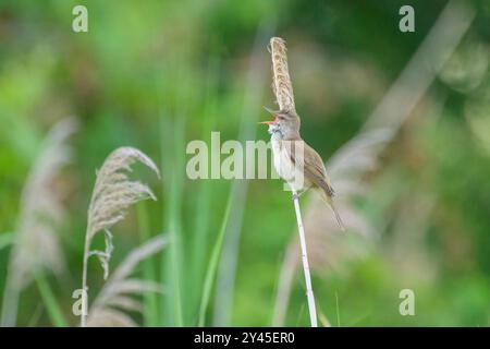 A Great Reed Warbler sitzt auf Schilf und singt, Abend im Sommer, Österreich Illmitz Österreich Stockfoto