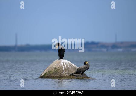 Ein großer Kormoran auf einem Felsen im Meer, sonniger Tag im Sommer, Rügen Deutschland Binz Deutschland Stockfoto