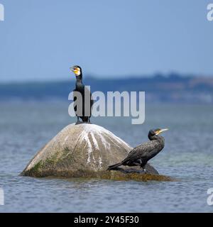 Ein großer Kormoran auf einem Felsen im Meer, sonniger Tag im Sommer, Rügen Deutschland Binz Deutschland Stockfoto