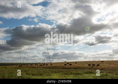 Kühe weiden in der argentinischen Landschaft, unter einer Stromleitung, die sich kreuzt Stockfoto