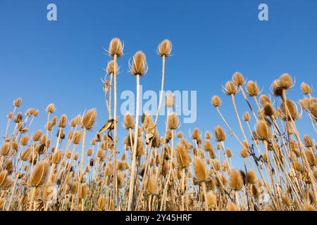 Common Wild Teasel Dipsacus fullonum Dry, Dried Seed Head Seeds Heads Dead Seedheads Dead Seedheads Dead Seedheads Dead Seedheads, Spätsommer Season September Blue Sky Stockfoto