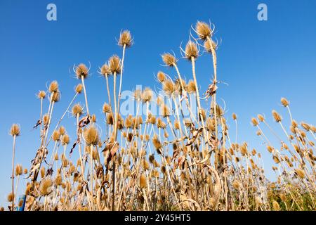 Gewöhnliches Wild Fuller's Teasel Dipsacus sylvestris Stockfoto