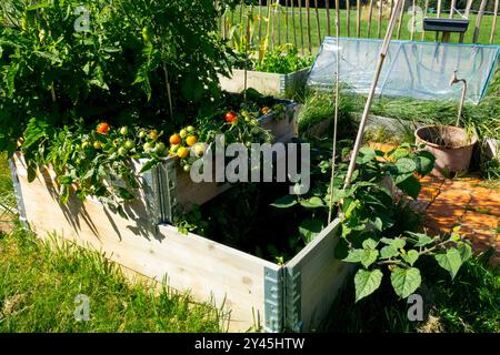 Hölzernes Gemüsebeet mit Tomatenpflanzen, eingefasst von einem kleinen Zaun in einem Landgarten Stockfoto