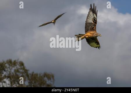 Zwei rote Drachen im Flug am Himmel mit einem Baum in der Ferne Stockfoto