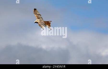 Rotmilan im Flug Stockfoto