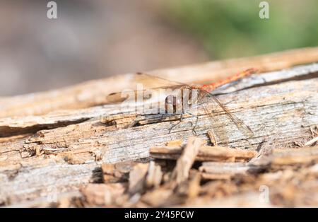 Darter (Sympetrum striolatum), erwachsene männliche Basen Stockfoto