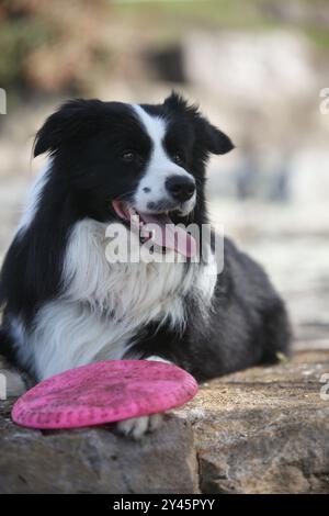 Porträt eines schönen Border Collie Hundes draußen Stockfoto