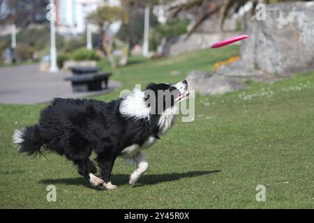 Wunderschöner Border Collie Hund, der im Park Frisbee spielt Stockfoto