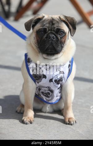 Nahaufnahme Porträt eines Mops auf der Straße an der Leine in Jacke, Stockfoto