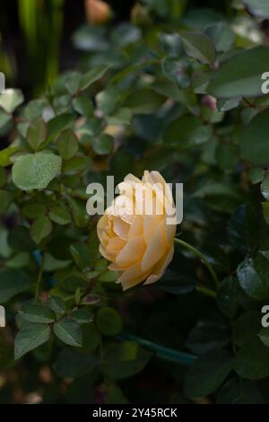 Schöne blühende gelbe Rosen nach Regen mit Wassertropfen auf Blütenblättern im Garten vor dem Hintergrund grüner Blätter. Die Schönheit der Natur. S Stockfoto