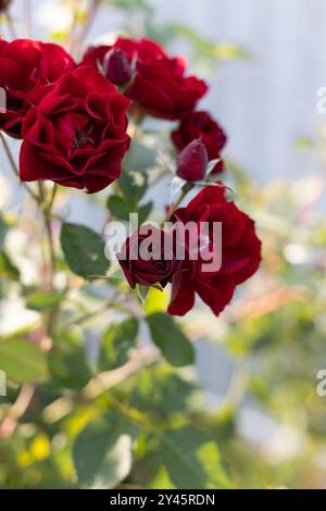 Schöne blühende burgunderrote Rosen nach Regen mit Wassertropfen auf Blütenblättern im Garten vor dem Hintergrund grüner Blätter. Die Schönheit der Natur. Stockfoto