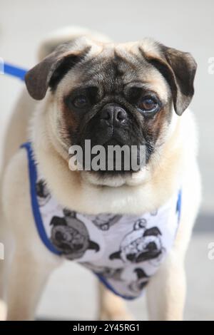 Nahaufnahme Porträt eines Mops auf der Straße an der Leine in Jacke, Stockfoto