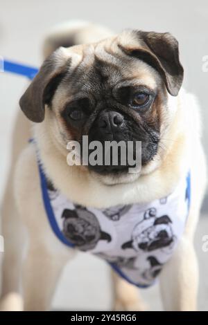 Nahaufnahme Porträt eines Mops auf der Straße an der Leine in Jacke, Stockfoto