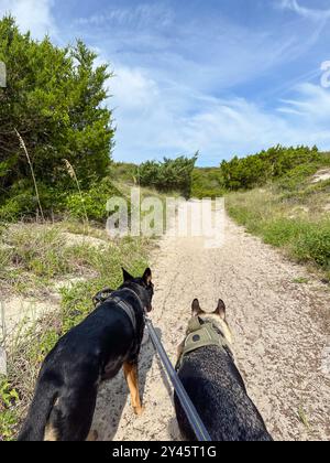 Ein Paar Hunde, deutsche Hirten auf einem Wanderweg Stockfoto