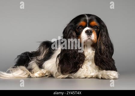 Bezaubernder Kavalier King Charles Spaniel Hund mit schwarz-weißem Fell und Blick in die Kamera, während er ruhig auf dem Boden vor grauer Wand in hellem Raum sitzt Stockfoto