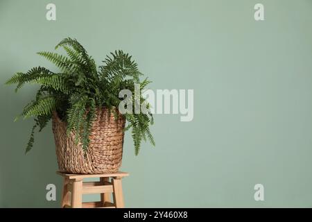 Grüne Pflanze im Korb auf Holzhocker in der Nähe der Farbwand, Platz für Text Stockfoto