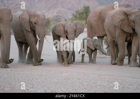 Wüstenadaptierte(n) Elefanten (Loxodonta africana) in Namibia, Afrika Stockfoto