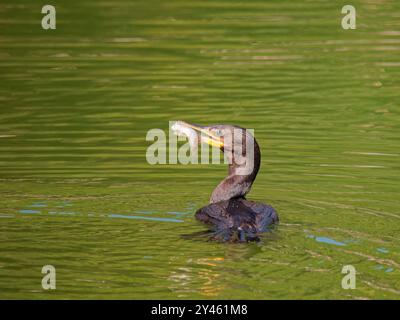 Neotroper Kormoran-Fangfisch Phalacrocorax brasilianus Atlantic Forest, Brasilien BI041471 Stockfoto