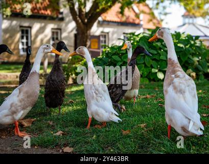 Indian Runner Enten in einer Gruppe in der Natur Stockfoto