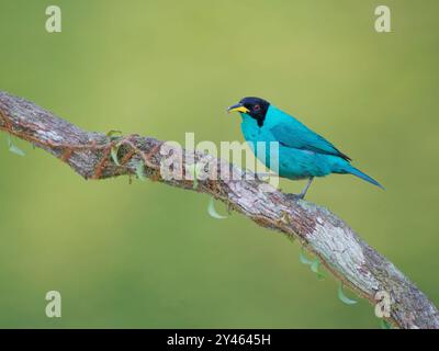 Green Honeycreeper männlich Chlorophanes spiza Atlantic Forest, Brasilien BI041724 Stockfoto