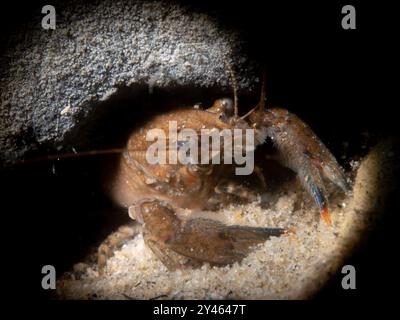 Junger Flußkrebs auf sandigen Boden, Junge Flusskrebse auf Sandboden, Astacidae, NRW, Deutschland Stockfoto