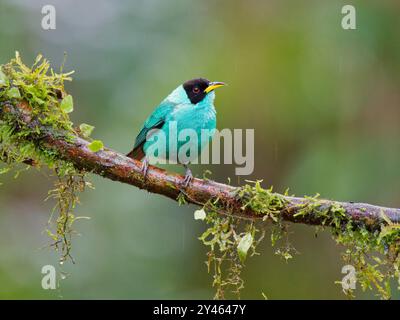 Green Honeycreeper männlich Chlorophanes spiza Atlantic Forest, Brasilien BI041727 Stockfoto