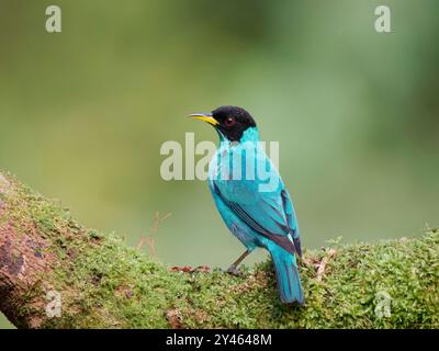 Green Honeycreeper männlich Chlorophanes spiza Atlantic Forest, Brasilien BI041729 Stockfoto