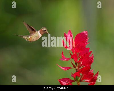 Amethyst Woodstar männlich in Flower Calliphlox amethystina Atlantic Forest, Brasilien BI041809 Stockfoto