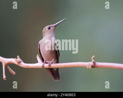 Dunkler Kolibri Eupetomena cirrochloris Atlantic Forest, Brasilien BI041872 Stockfoto