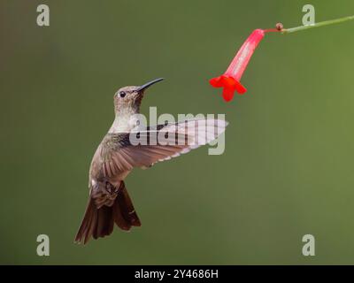 Dunkler Kolibri im Flower Eupetomena cirrochloris Atlantic Forest, Brasilien BI041879 Stockfoto