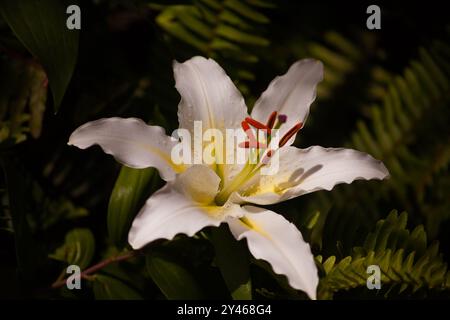 White Oriental Lily 16167 Stockfoto