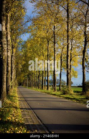 Bäume voller gelber Herbstblätter säumen ein ruhiges Rasen außerhalb von Amsterdam， Holland Stockfoto