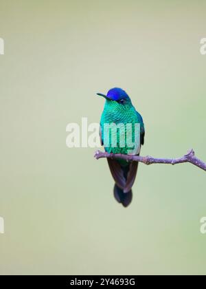 Woodnymphe Thalurania glaucopis Atlantic Forest, Brasilien BI041940 Stockfoto