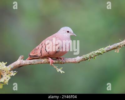 Ruddy Ground Dove Columbina talpacoti Atlantic Forest, Brasilien BI042187 Stockfoto