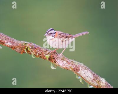 Rufous Collared Sparrow Zonotrichia capensis Atlantic Forest, Brasilien BI042198 Stockfoto