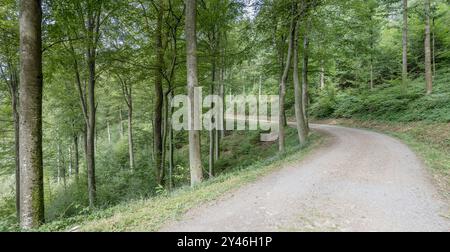 Waldlandschaft mit Schotterweg, der sich zwischen hohen Bäumen biegt, im Sommerlicht bei Durbach, Schwarzwald, Baden Wuttenberg, Deutschland Stockfoto