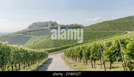 Ländliche Landschaft mit gewundenen Strassen zwischen Rebreihen in Weinbergen auf Hügeln, im hellen Sommerlicht bei Durbach, Schwarzwald, Baden Wuttenberg, Stockfoto