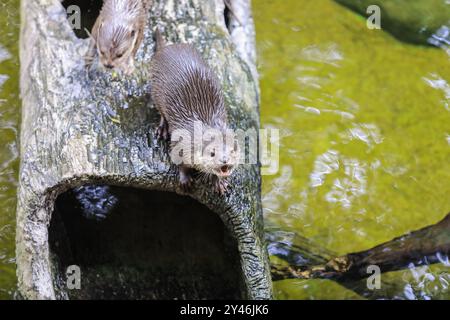 Kleiner und süßer Brown Otter, der im Wasser spielt, Thailand Stockfoto