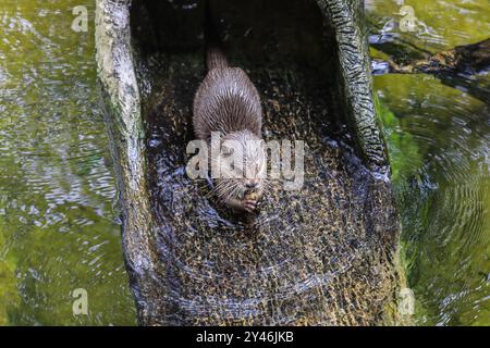 Kleiner und süßer Brown Otter, der im Wasser spielt, Thailand Stockfoto