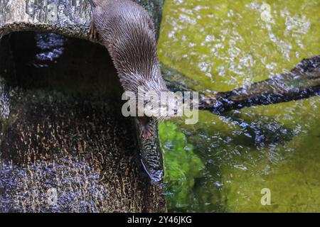 Kleiner und süßer Brown Otter, der im Wasser spielt, Thailand Stockfoto