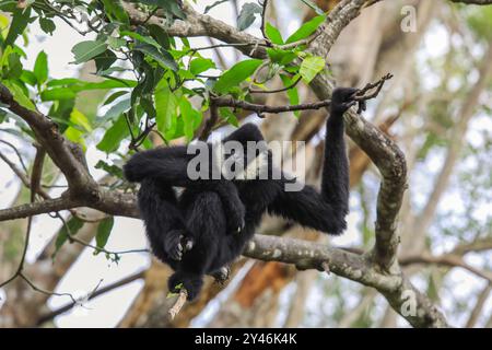 Wunderbares Gibbon im Regenwald, Thailand Stockfoto